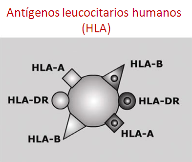 Antígenos leucocitarios humanos (HLA). Imagen: Fernando da Rosa en Wikimedia