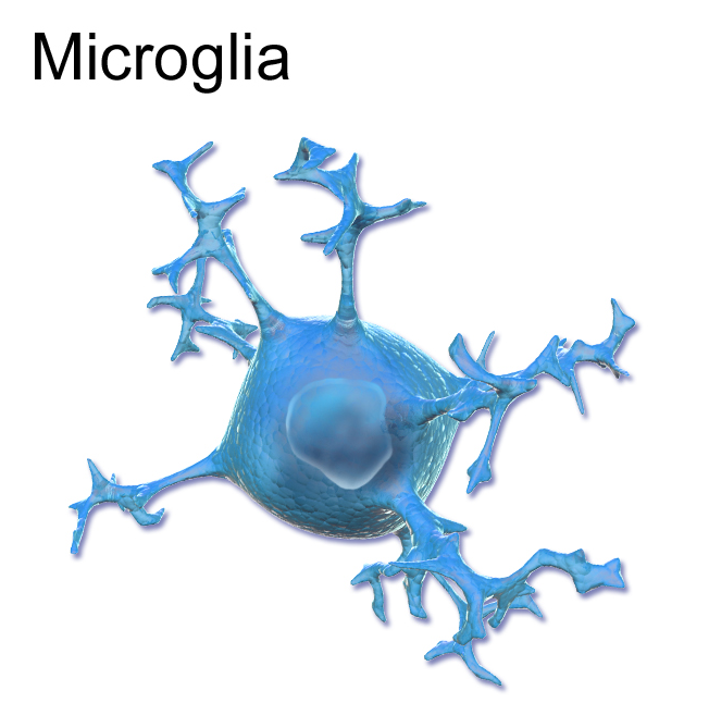 Microglia. Imagen: Blausen.com staff. "Blausen gallery 2014". Wikiversity Journal of Medicine. DOI:10.15347/wjm/2014.010. ISSN 20018762.