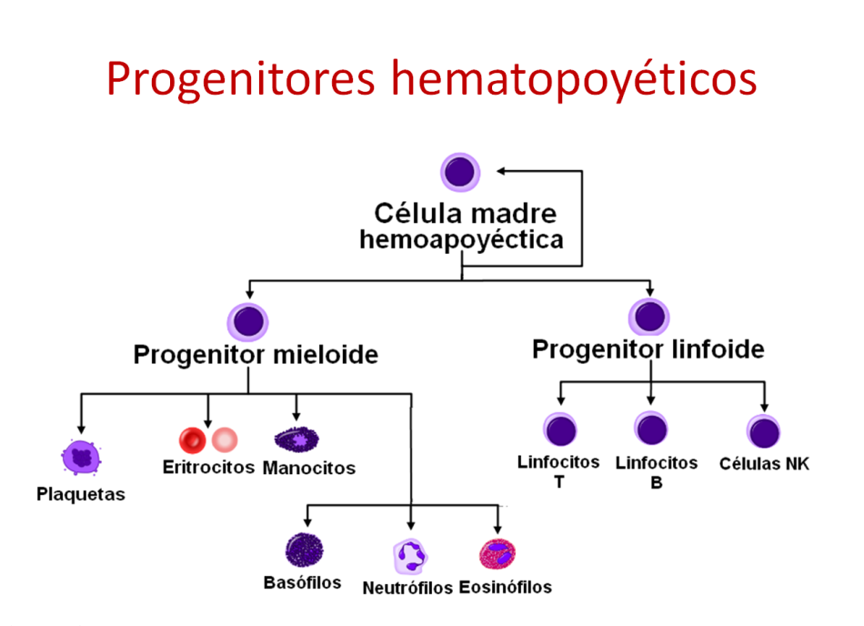 Progenitores hematopoyéticos. Imagen: HSJDBCN