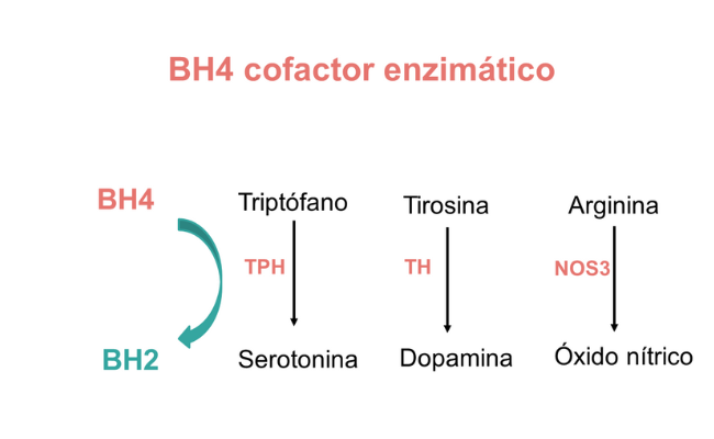 BH4 cofactor enzimático Guía metabólica Hospital Sant Joan de Déu
