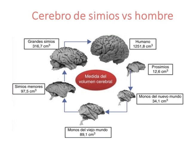 Cerebro de hombres vs simios