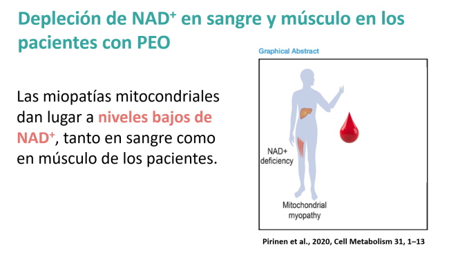 Depleción de NAD en sangre y músculo en los pacientes con PEO
