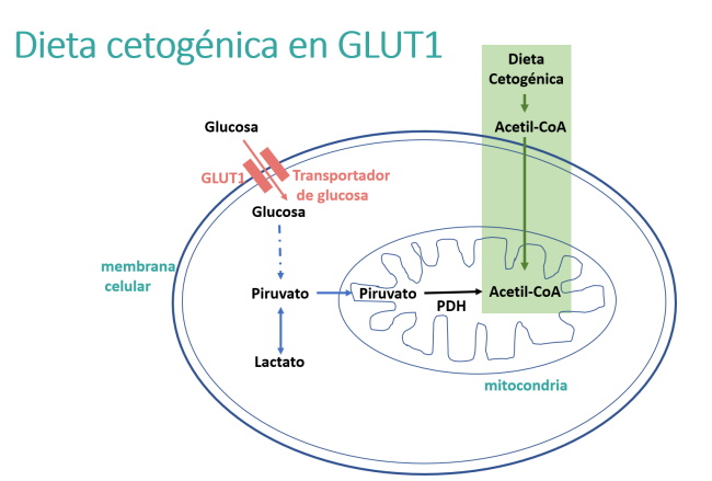 Dieta cetogénica en la GLUT1