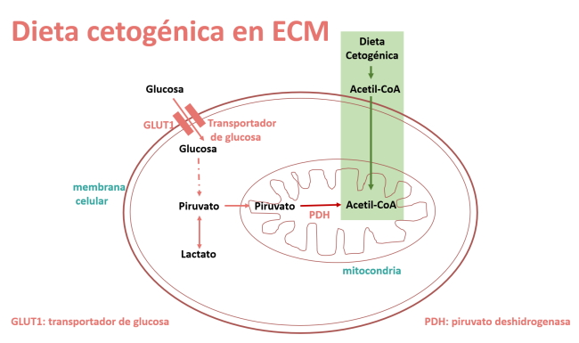 Dieta cetogénica en ECM