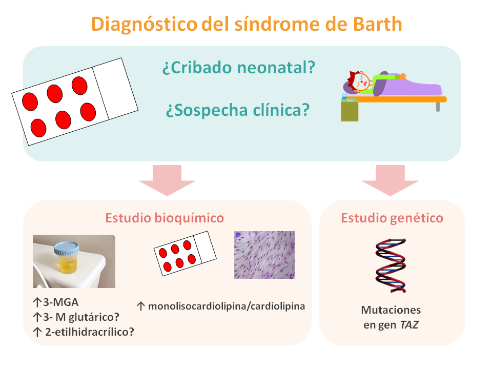 Diagnóstico del síndrome de Barth