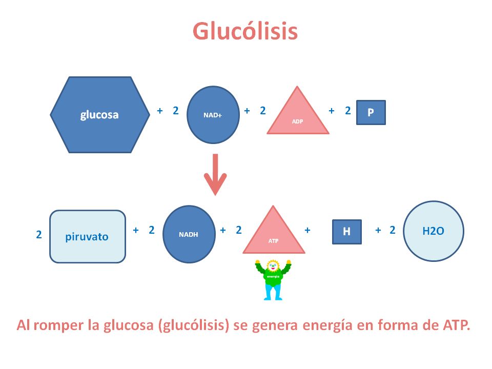 Glucolisis