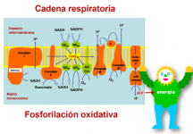 Cadena respiratoria mitocondrial