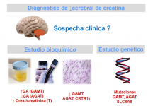Diagnóstico de deficiencia cerebral de creatina