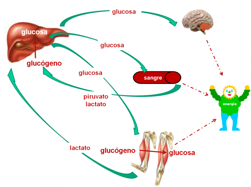  Glucogenosis hepáticas