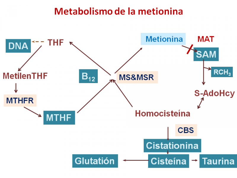 Metionina Adenosiltransferasa; S-Adenosilmetionina Sintetasa