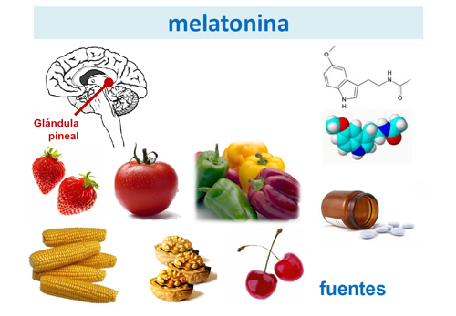 Resultado de imagen para melatonina glandula pineal