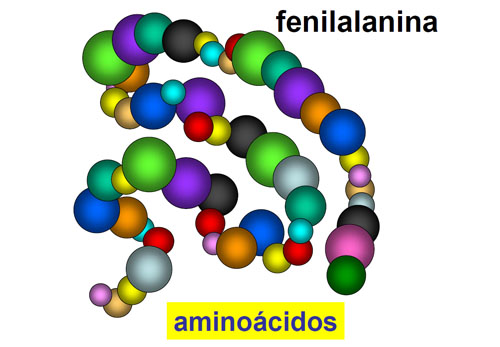 Aminoácidos de la fenilalanina