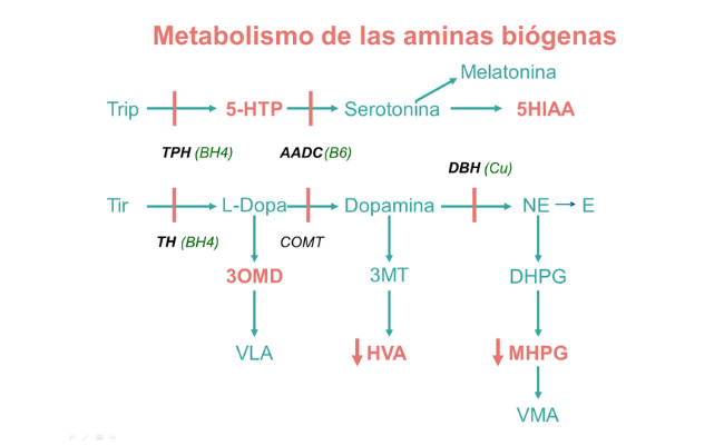 Metabolismo de las aminas biógenas