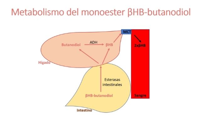 Metabolismo del monoester BHB butanodiol Guía Metabólica Hospital Sant Joan de Déu Barcelona