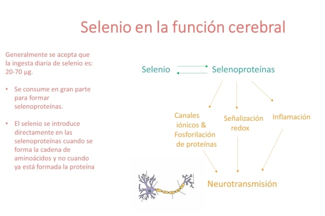 Selenio en la función cerebral